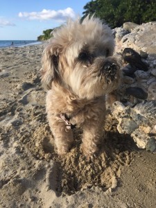 Yoshi on the beach