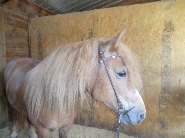 Animal Communication Helps Pushy Pony and Her Person