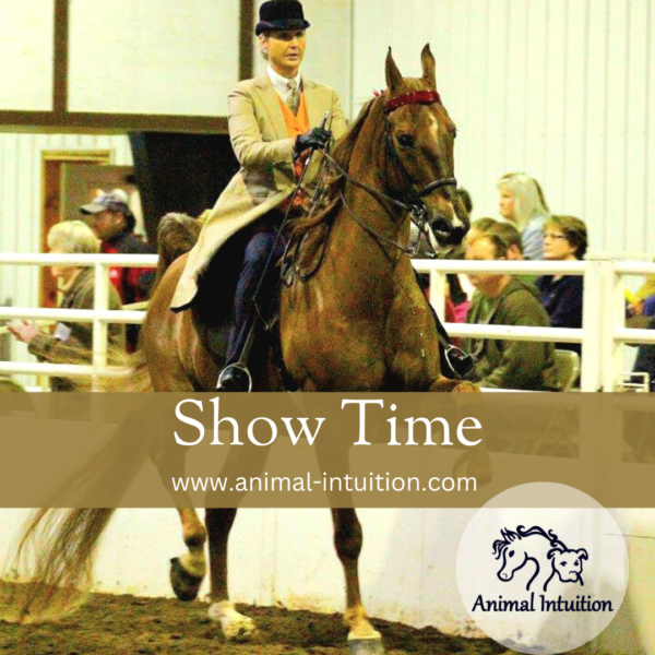 Horse Show Time Guided Meditation