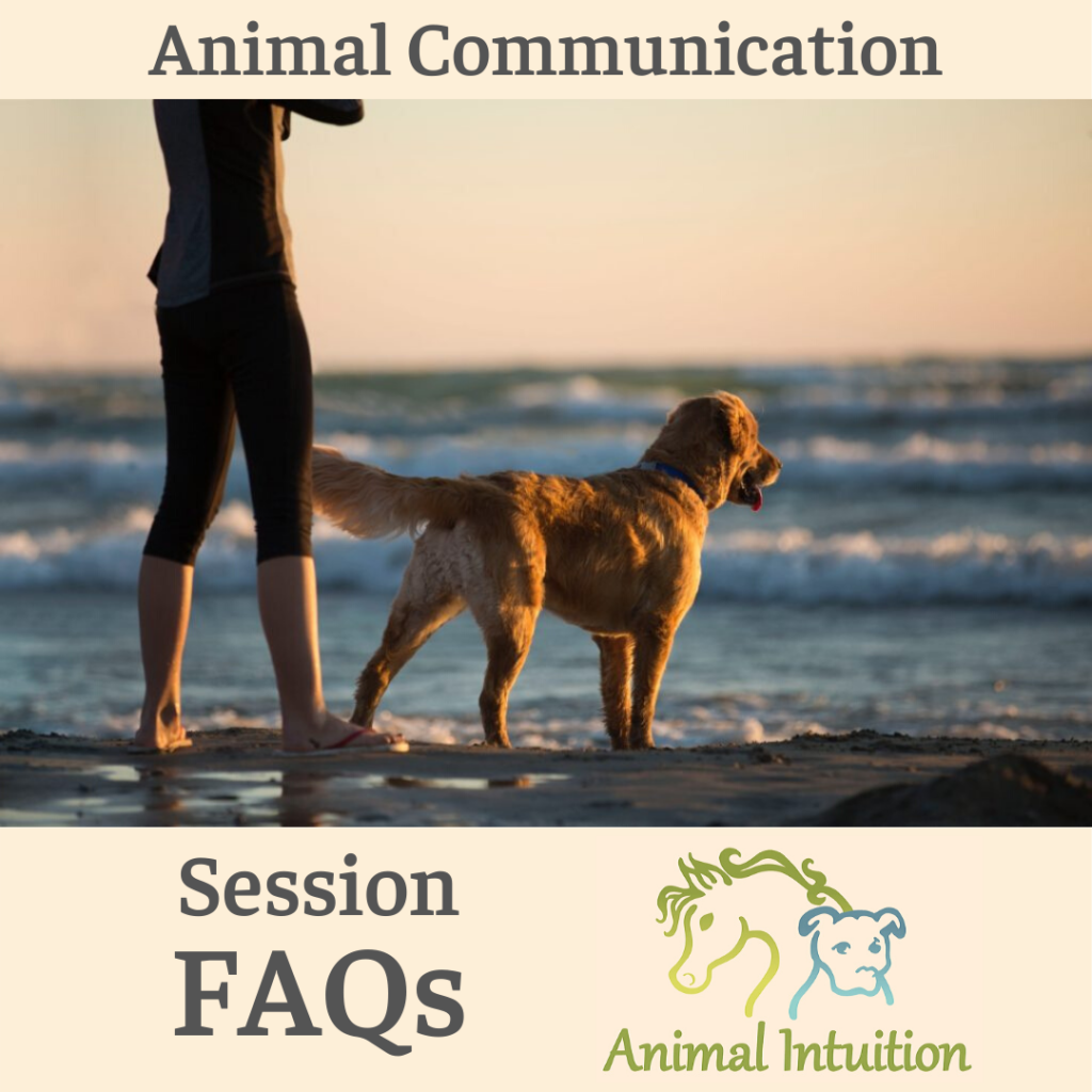 Animal Communication – Frequently Asked Questions About Having A Session