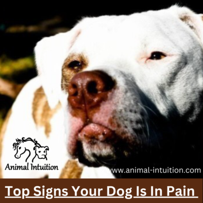 Dog Pain - top signs