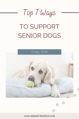 Top 7 Ways To Support Senior Dogs