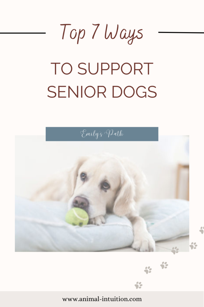 Top 7 ways To Support Senior Dogs