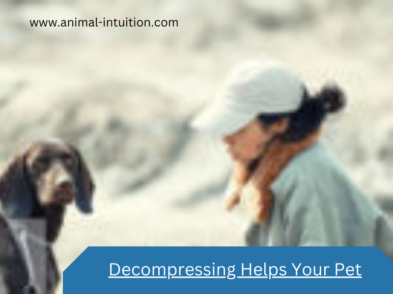 Decompress To Help Your Pet