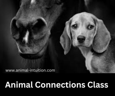 Animal Connections Class
